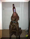 Ddakota Bud Light1.jpg (22106 bytes)
